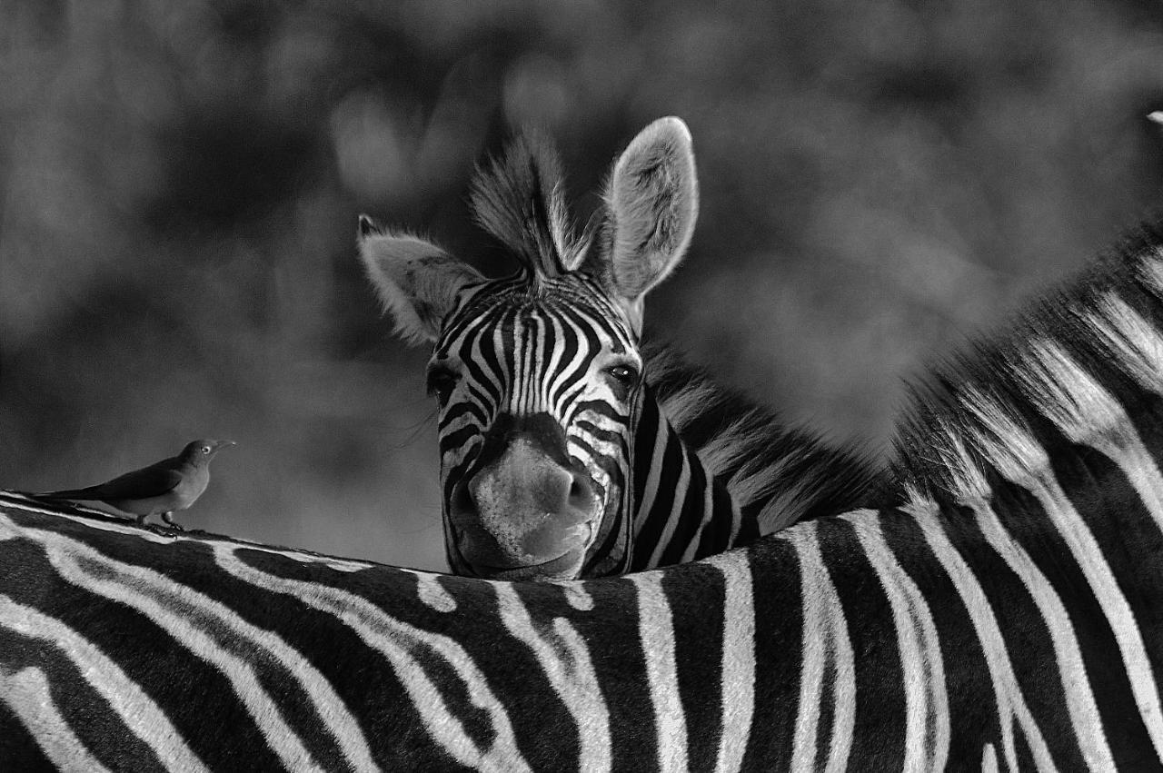 Matimba Bush Lodge Phalaborwa Esterno foto